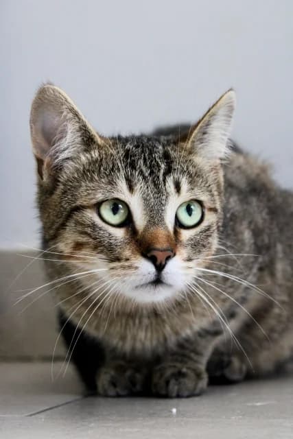 Iwonka, 3yo Mixed Breed for adoption at Miluszków Schronisko Piła