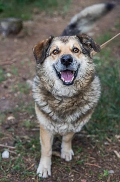 Rambo, male senior Mixed Breed for adoption at Miluszków Schronisko Piła