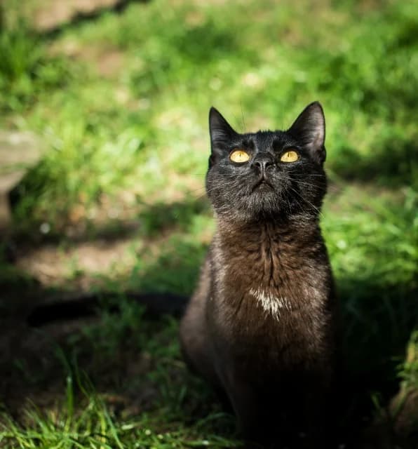 Batmanka,  senior Mixed Breed for adoption at Miluszków Schronisko Piła