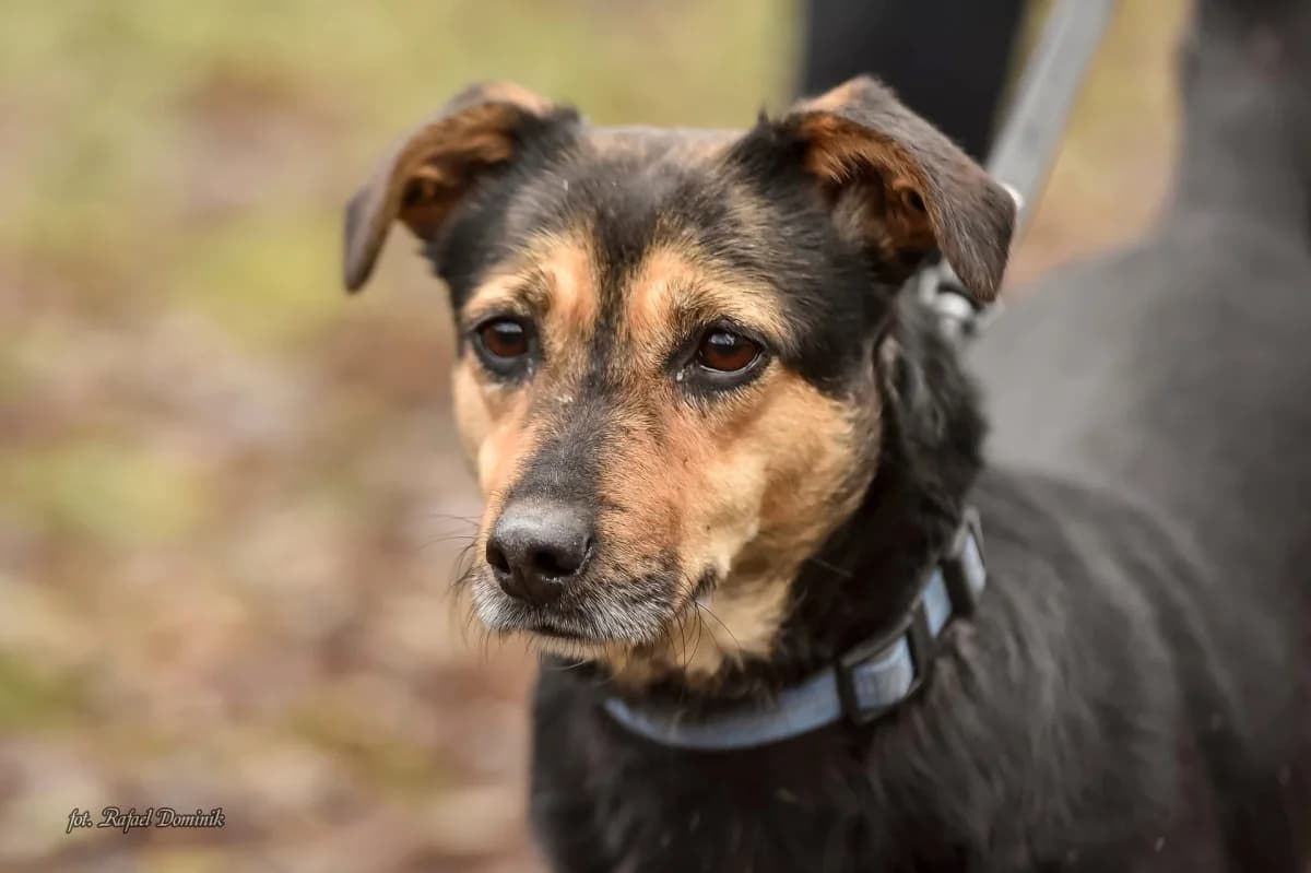 Bunia, female Mixed Breed for adoption at Schronisko dla Zwierząt w Płocku