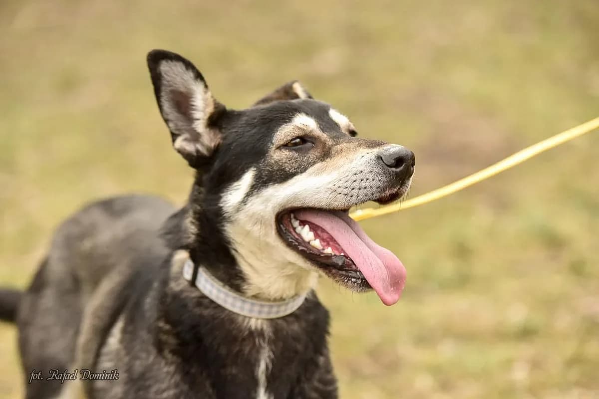 Russell, male Mixed Breed for adoption at Schronisko dla Zwierząt w Płocku