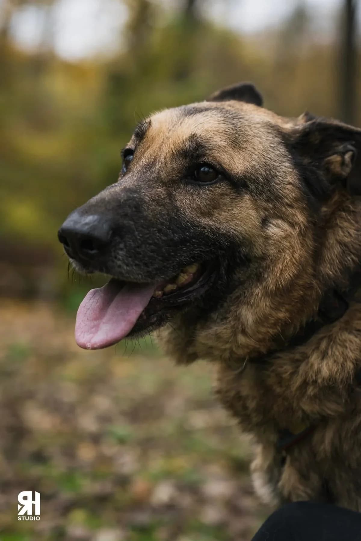 Gold, male Mixed Breed for adoption at Schronisko dla Zwierząt w Płocku