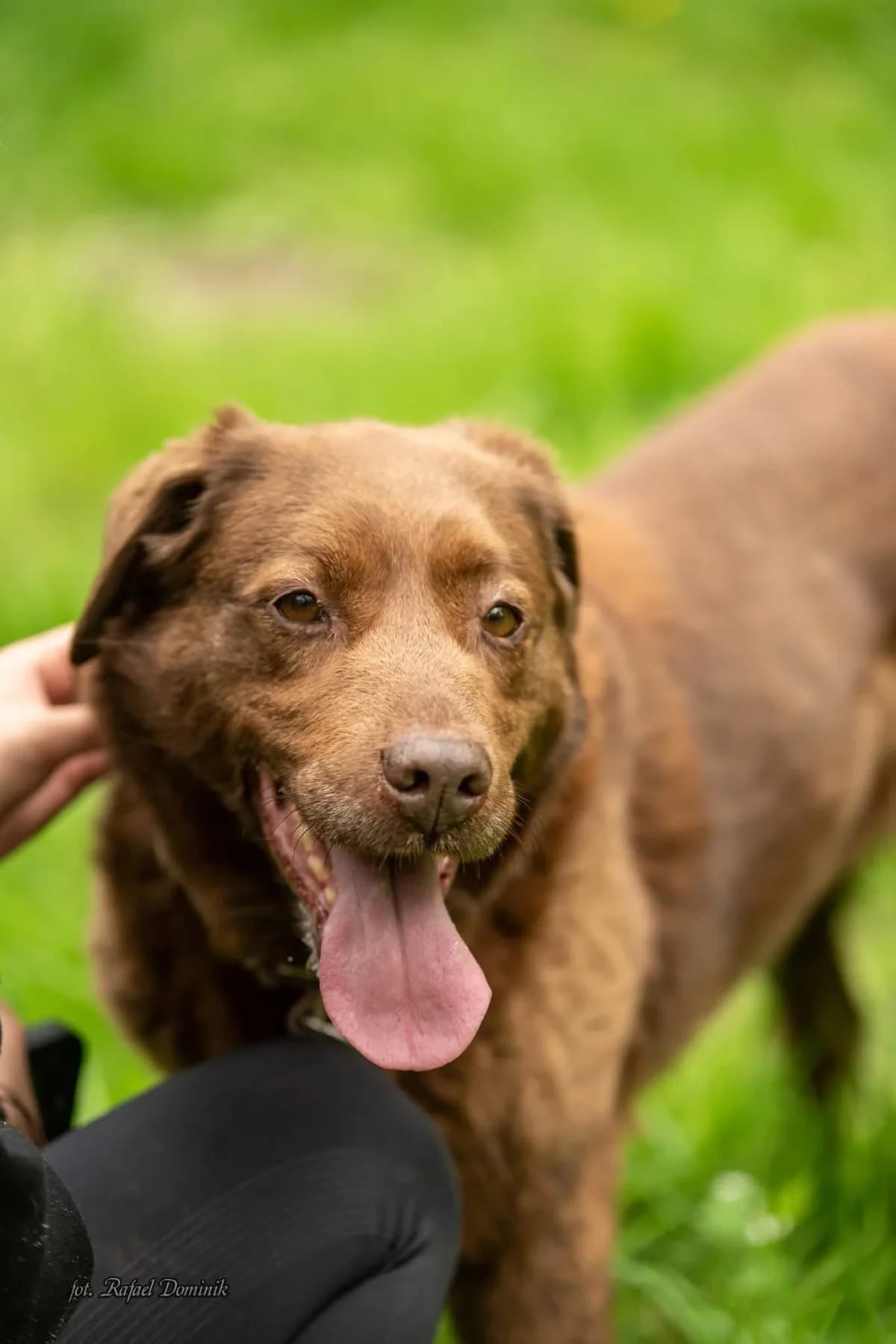 Nutella, female Mixed Breed for adoption at Schronisko dla Zwierząt w Płocku