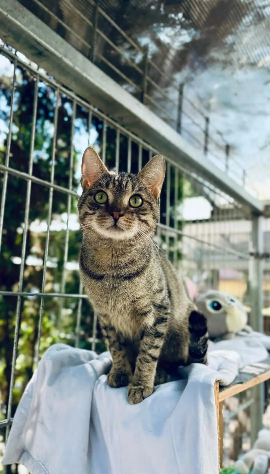 Orion, Mixed Breed (Schronisko dla Zwierząt w Płocku)