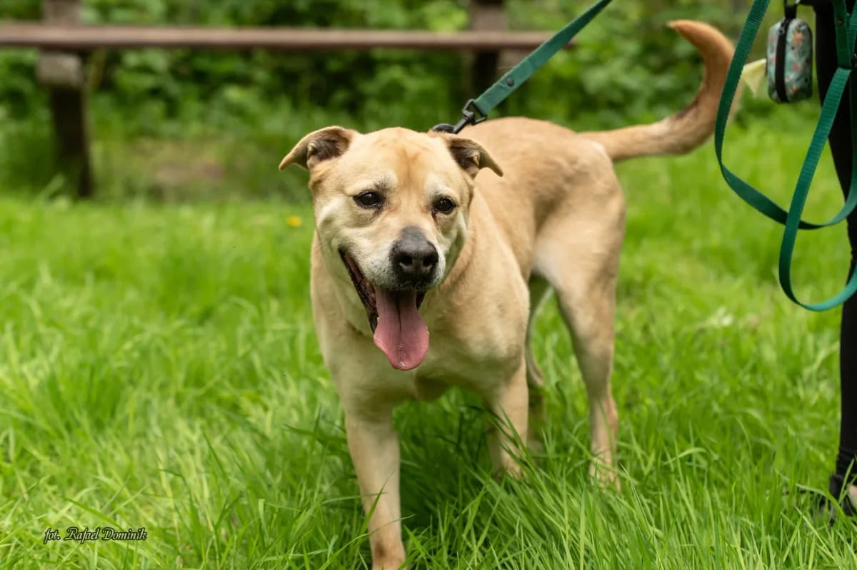 Ben/Bandzior, male Mixed Breed for adoption at Schronisko dla Zwierząt w Płocku