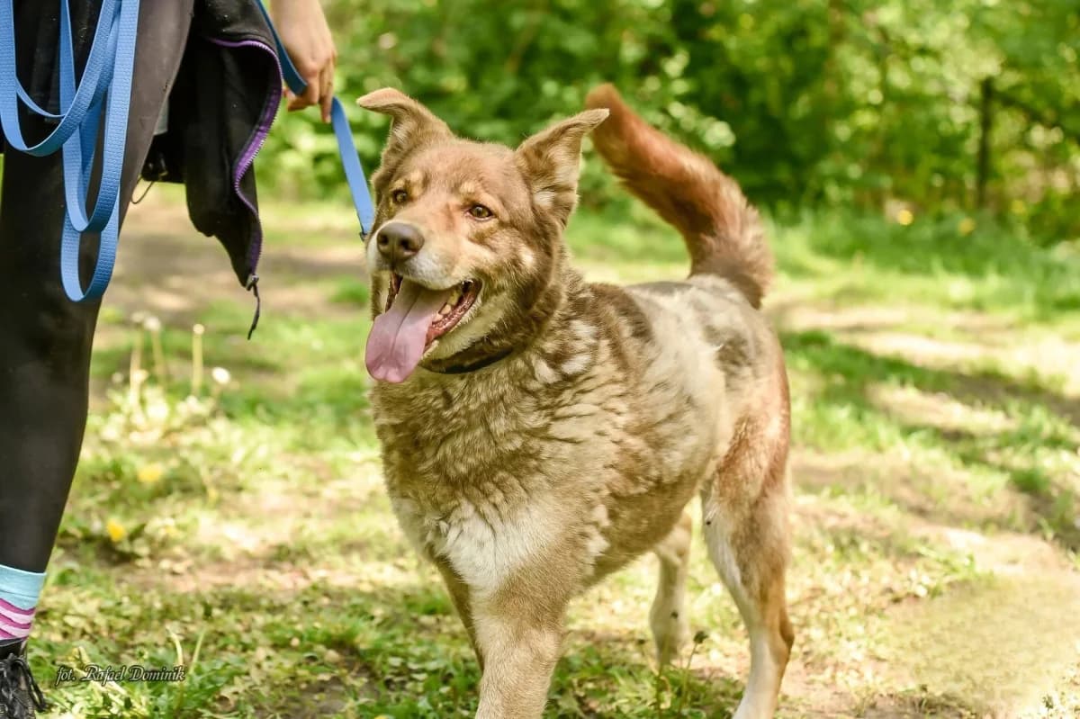 Falwik, male Mixed Breed for adoption at Schronisko dla Zwierząt w Płocku