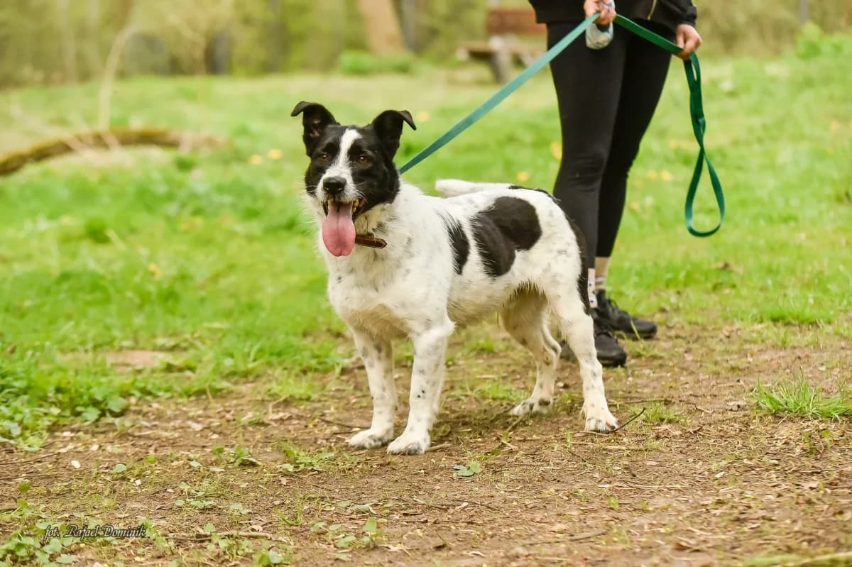 Diesel, male Mixed Breed for adoption at Schronisko dla Zwierząt w Płocku