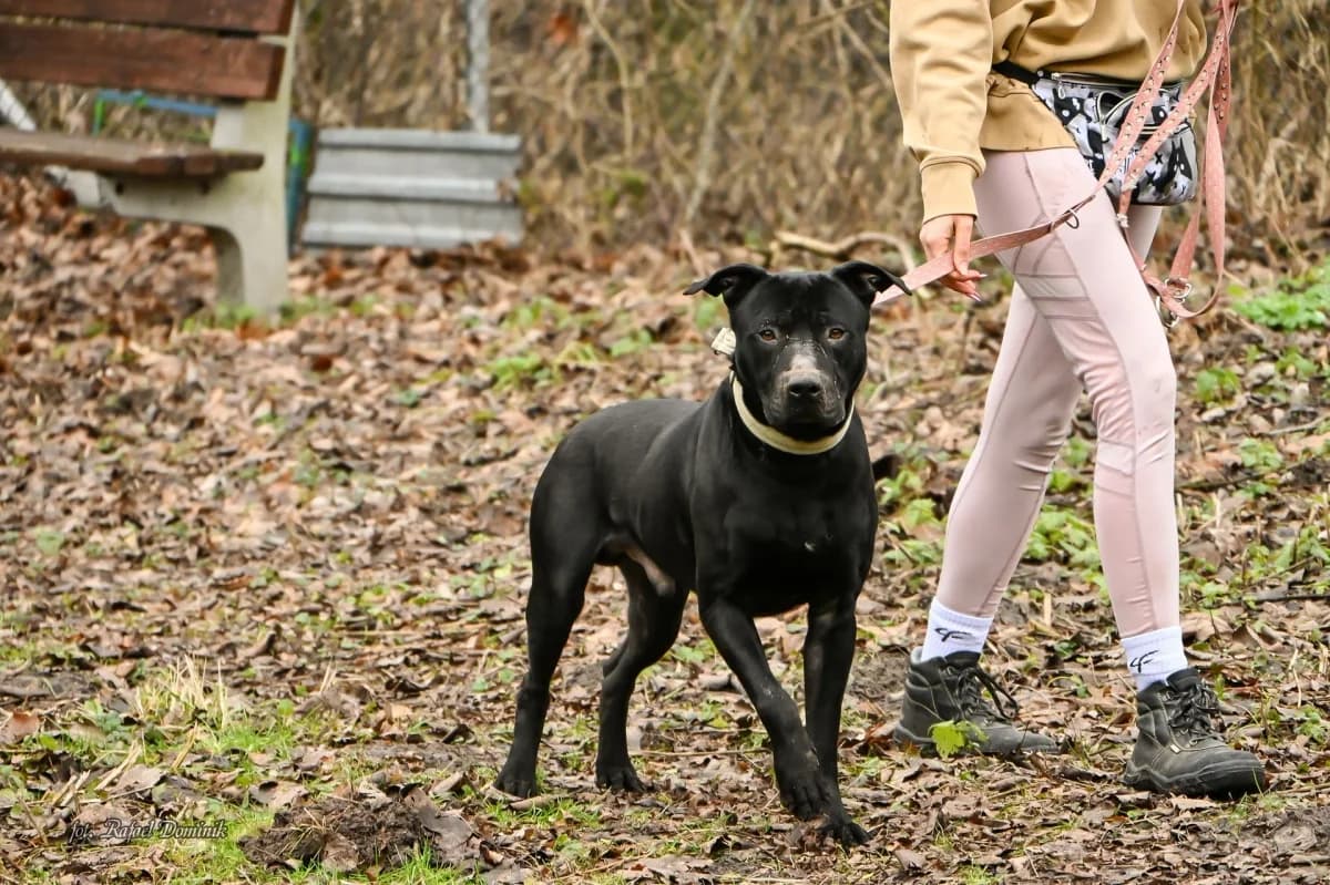 Tyson, male Mixed Breed for adoption at Schronisko dla Zwierząt w Płocku