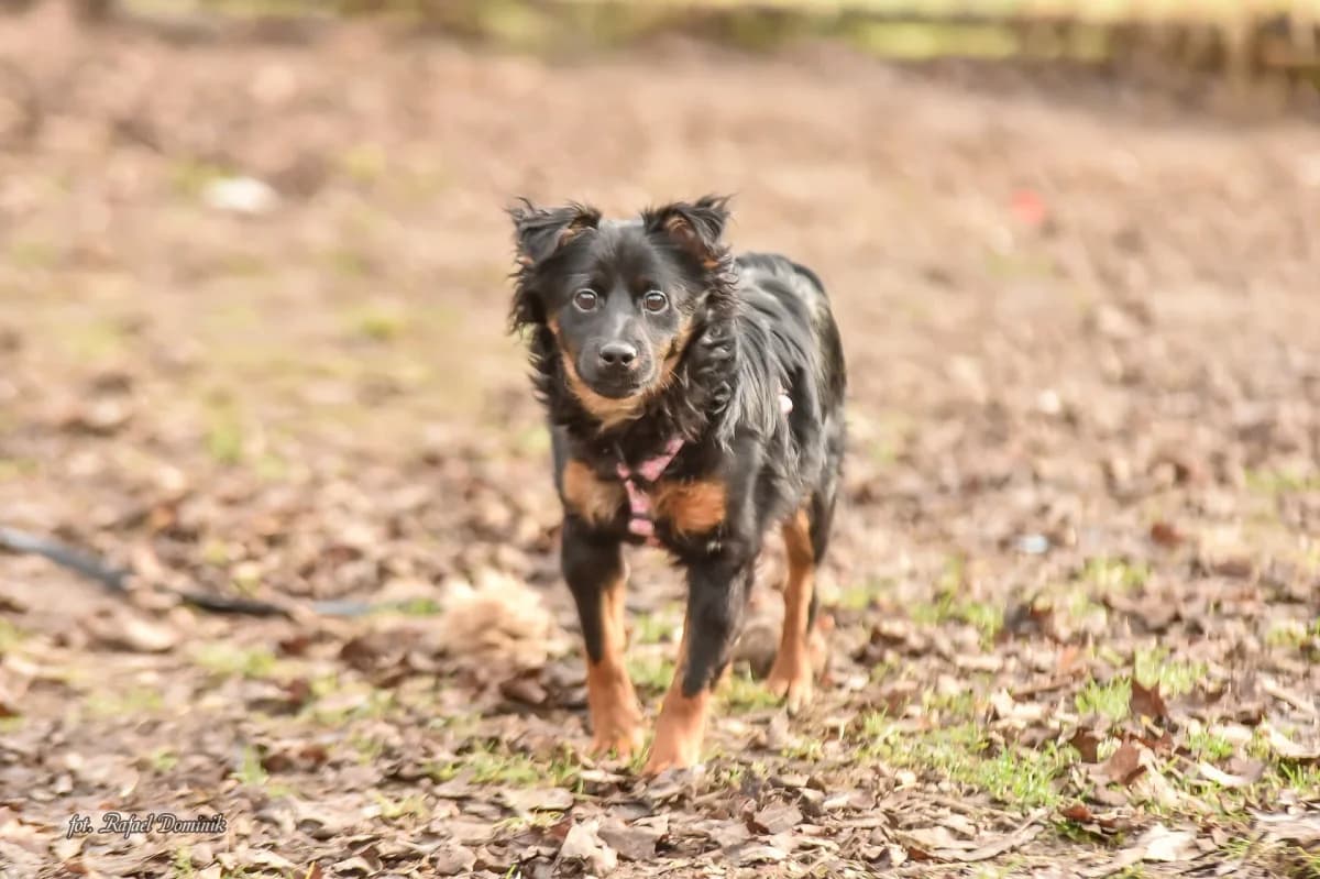 Pimpek, male Mixed Breed for adoption at Schronisko dla Zwierząt w Płocku