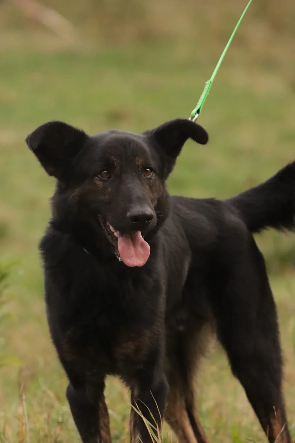 Bary, male Mixed Breed for adoption at Schronisko dla Zwierząt w Płocku