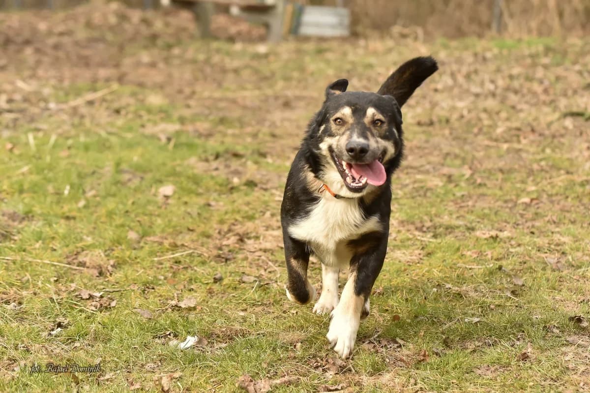 Orzeszek, male Mixed Breed for adoption at Schronisko dla Zwierząt w Płocku