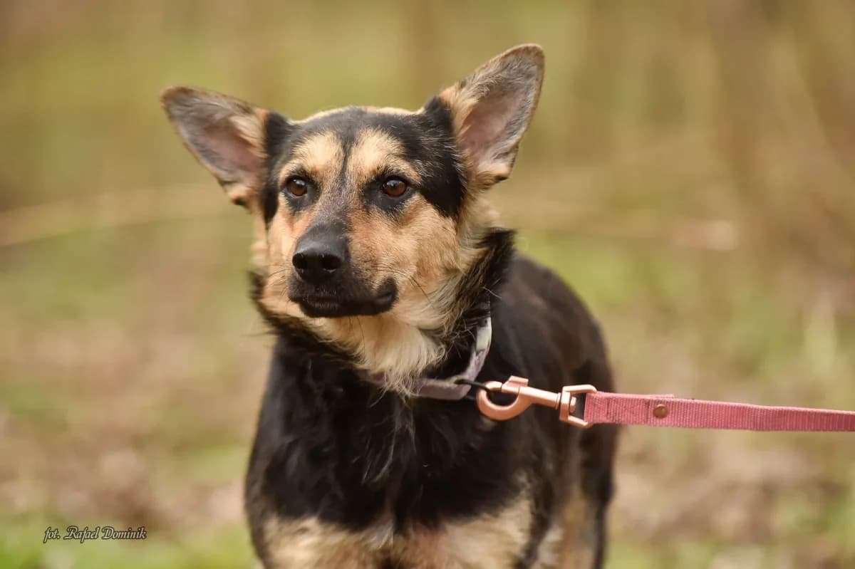 Frytka, Mixed Breed (Schronisko dla Zwierząt w Płocku)