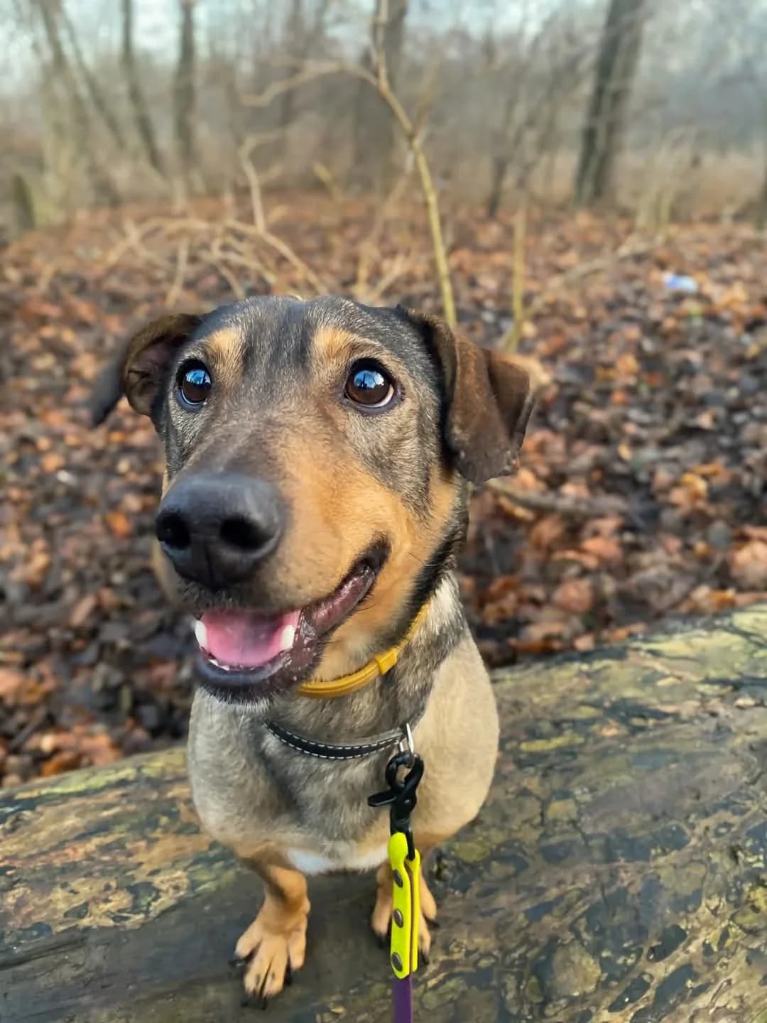 Bros, male Mixed Breed for adoption at Schronisko dla Zwierząt w Płocku