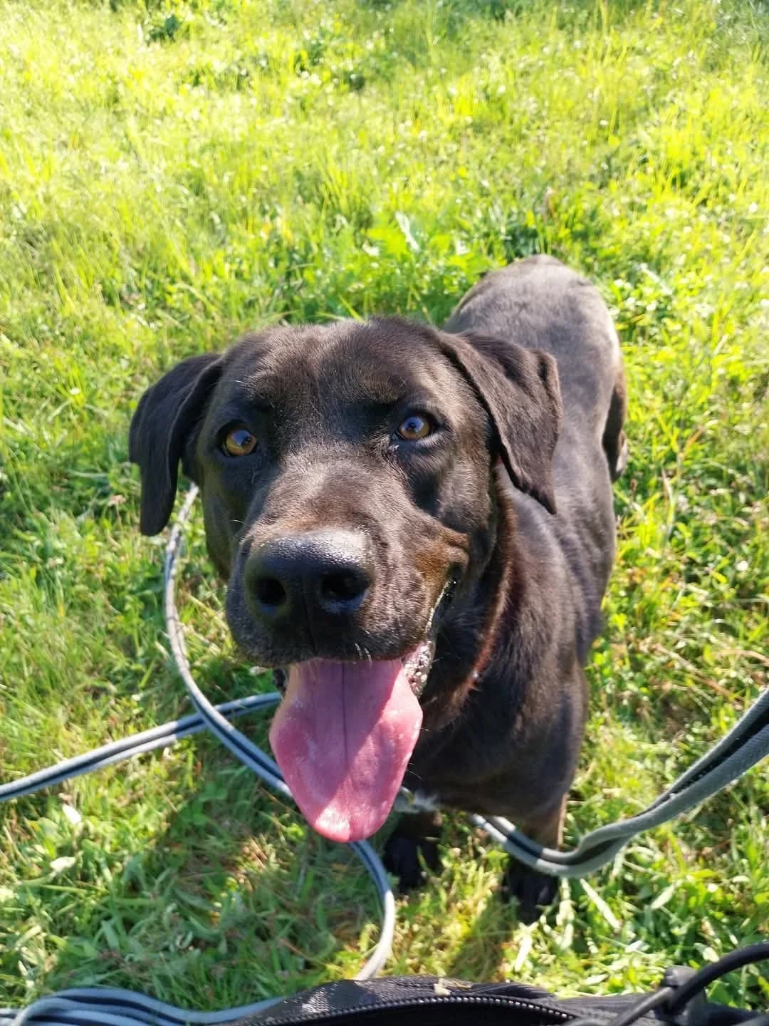 Cooper, male Mixed Breed for adoption at Schronisko dla Zwierząt w Płocku
