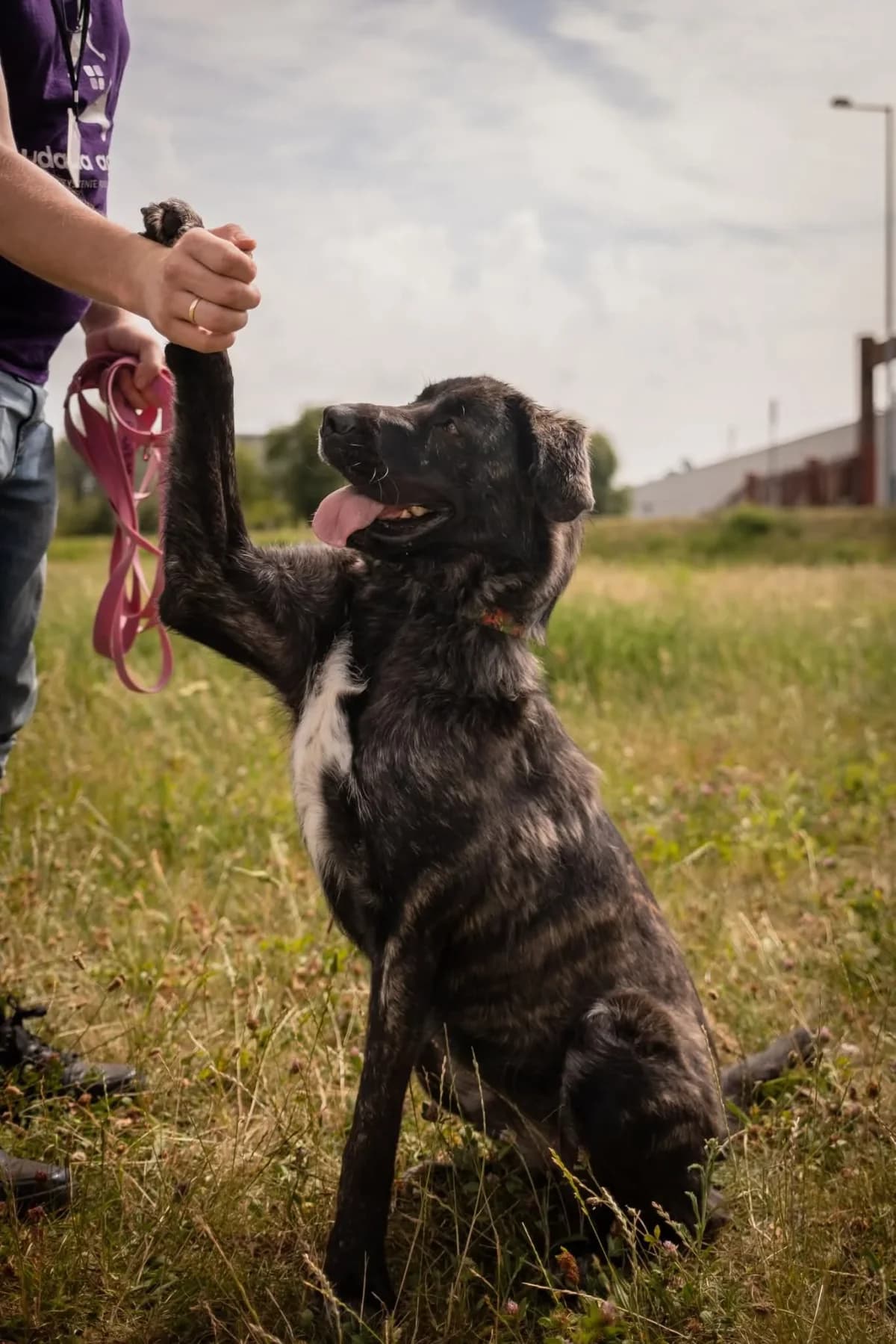 Rayla, Mixed Breed (Schronisko dla Zwierząt w Płocku)