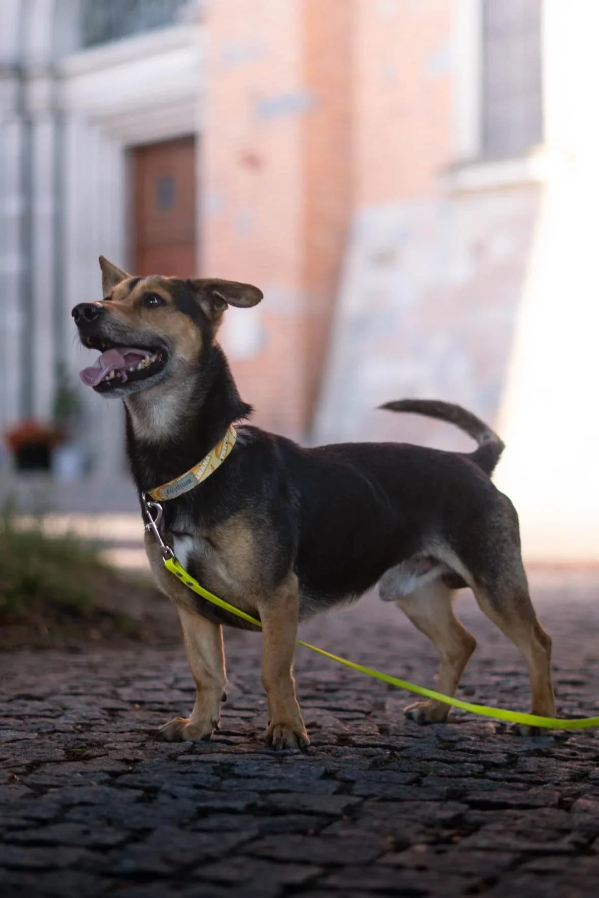 Jacob, male Mixed Breed for adoption at Schronisko dla Zwierząt w Płocku
