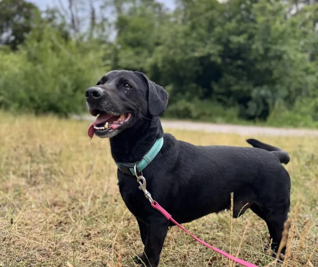 Black, male Mixed Breed for adoption at Schronisko dla Zwierząt w Płocku