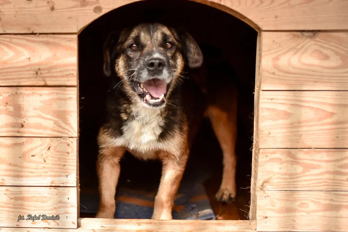 Ari, Mixed Breed (Schronisko dla Zwierząt w Płocku)