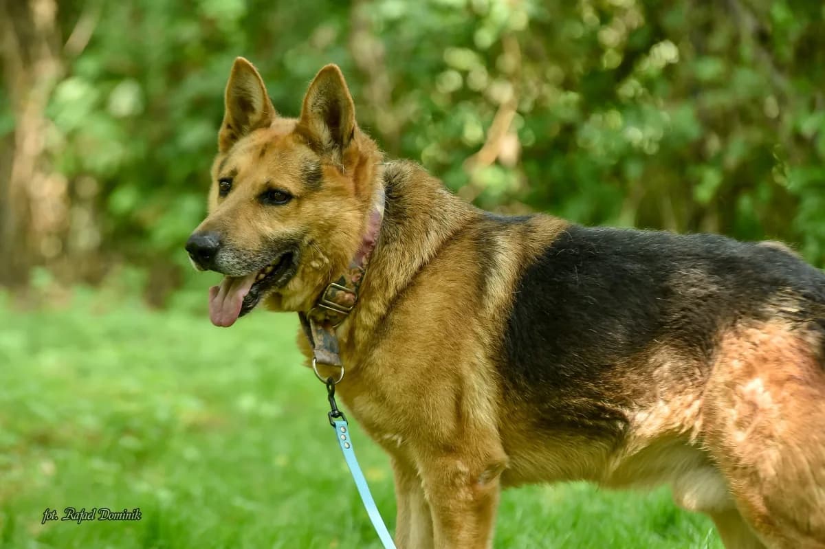 Zdziś, male Mixed Breed for adoption at Schronisko dla Zwierząt w Płocku