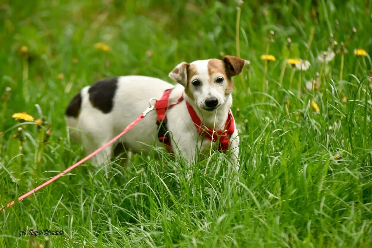 Tola, female Mixed Breed for adoption at Schronisko dla Zwierząt w Płocku