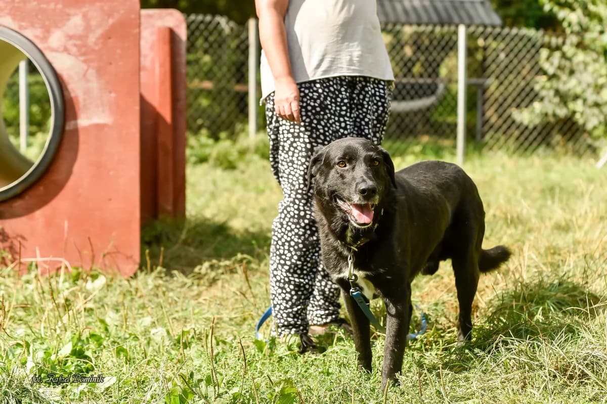 Kimchi, male Mixed Breed for adoption at Schronisko dla Zwierząt w Płocku