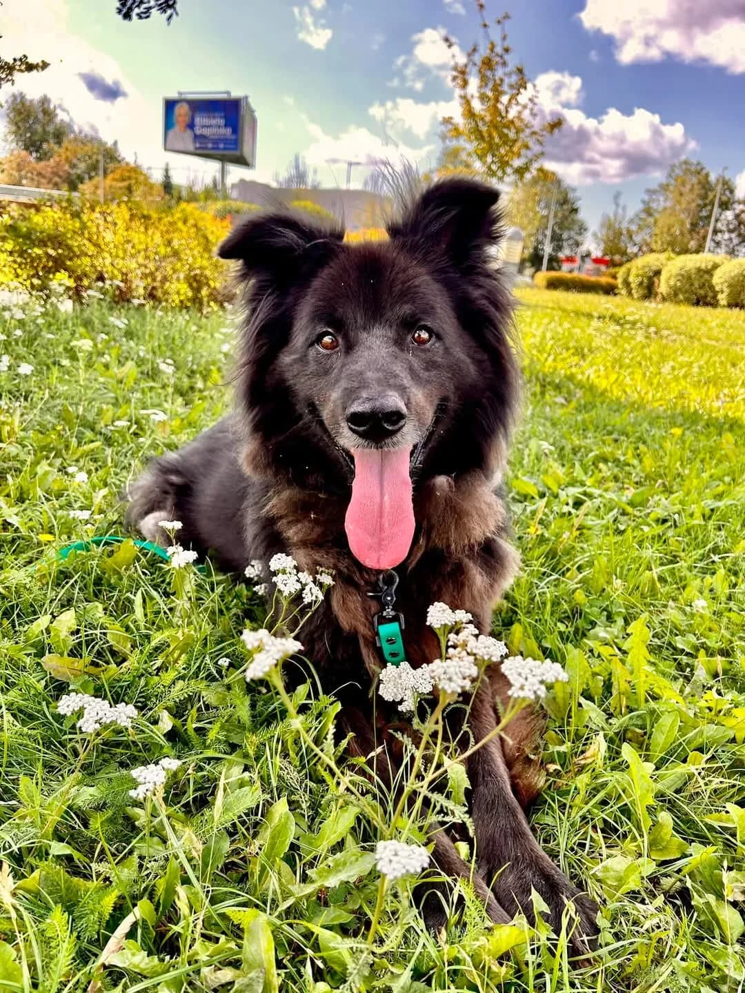 Faro, male Mixed Breed for adoption at Schronisko dla Zwierząt w Płocku