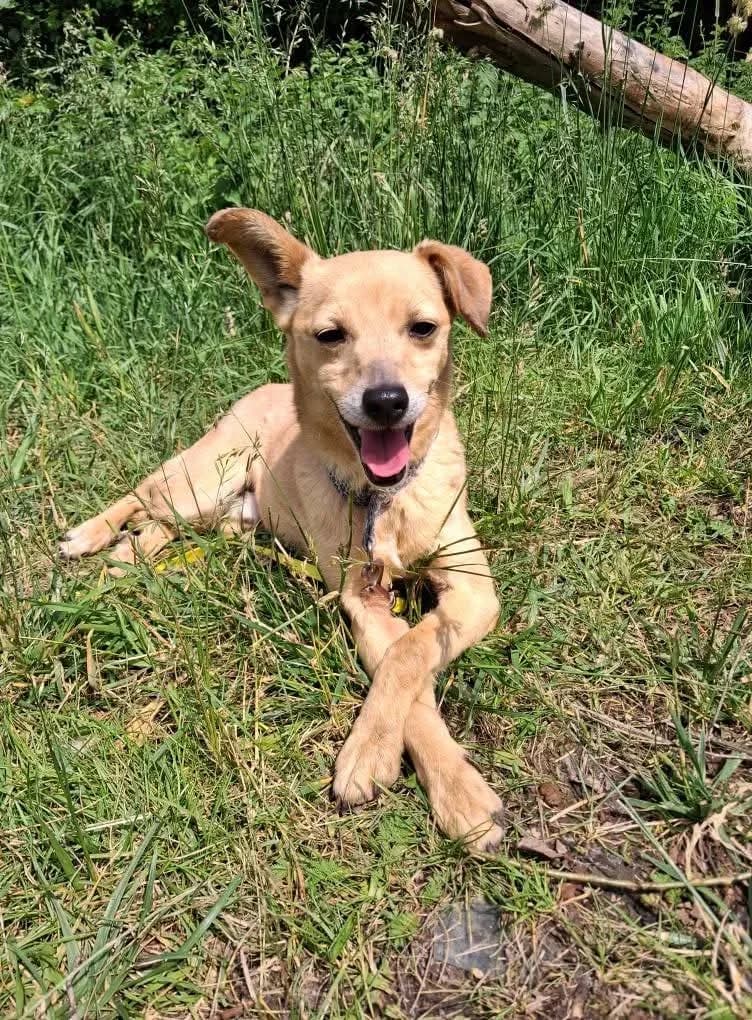 Figo, male Mixed Breed for adoption at Schronisko dla Zwierząt w Płocku