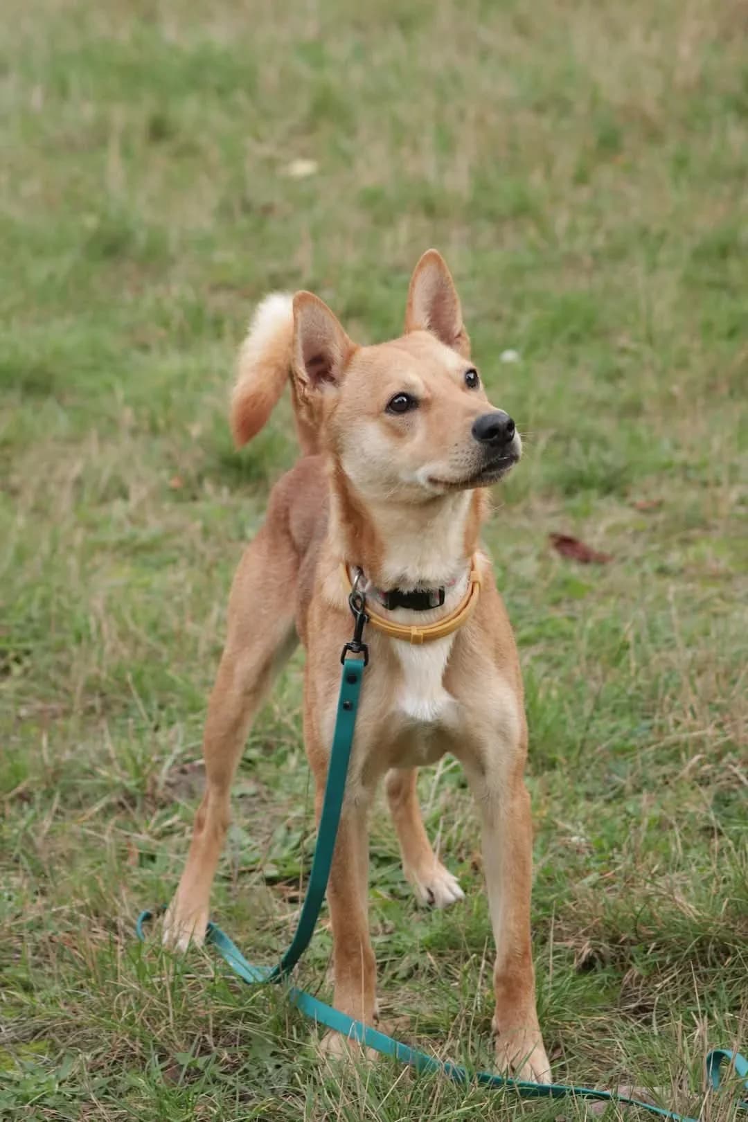 Franc, male Mixed Breed for adoption at Schronisko dla Zwierząt w Płocku