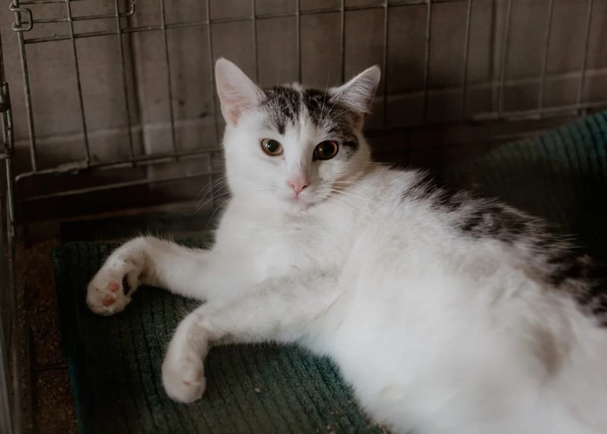 Śmietanka, female Mixed Breed for adoption at Schronisko dla Zwierząt w Płocku