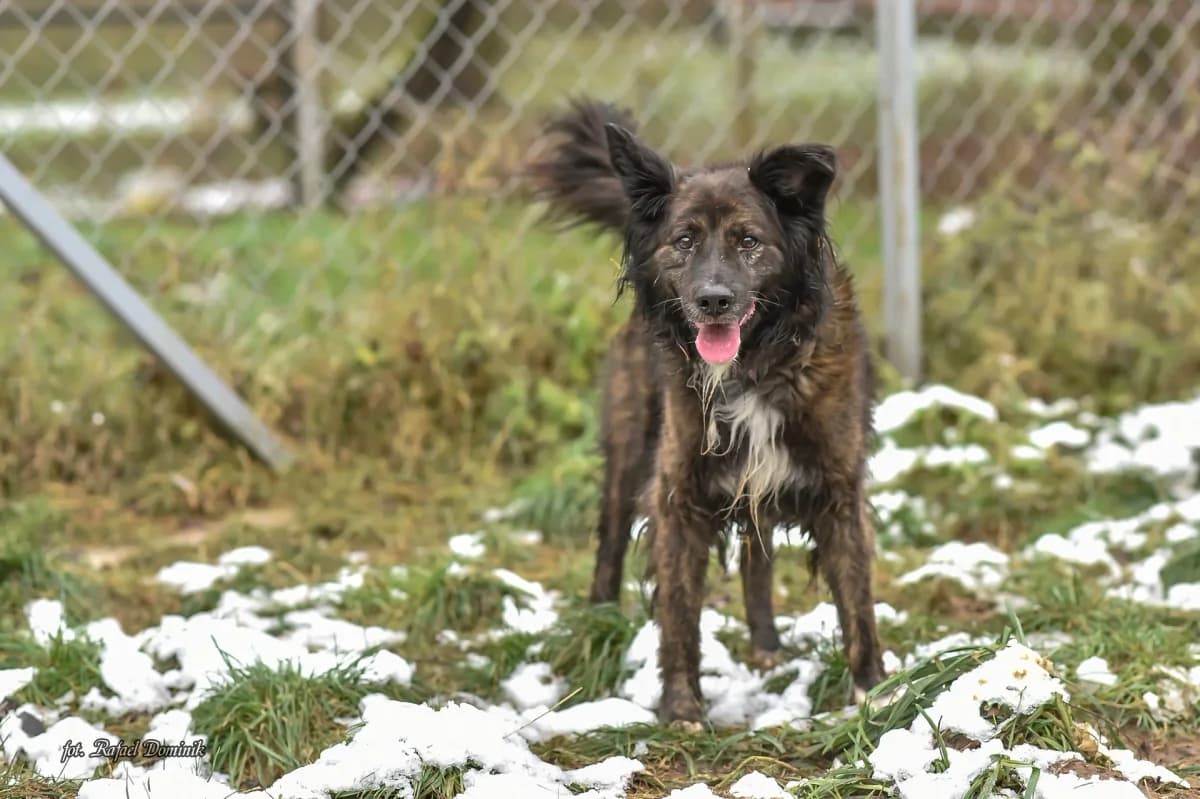 Burbon, male Mixed Breed for adoption at Schronisko dla Zwierząt w Płocku