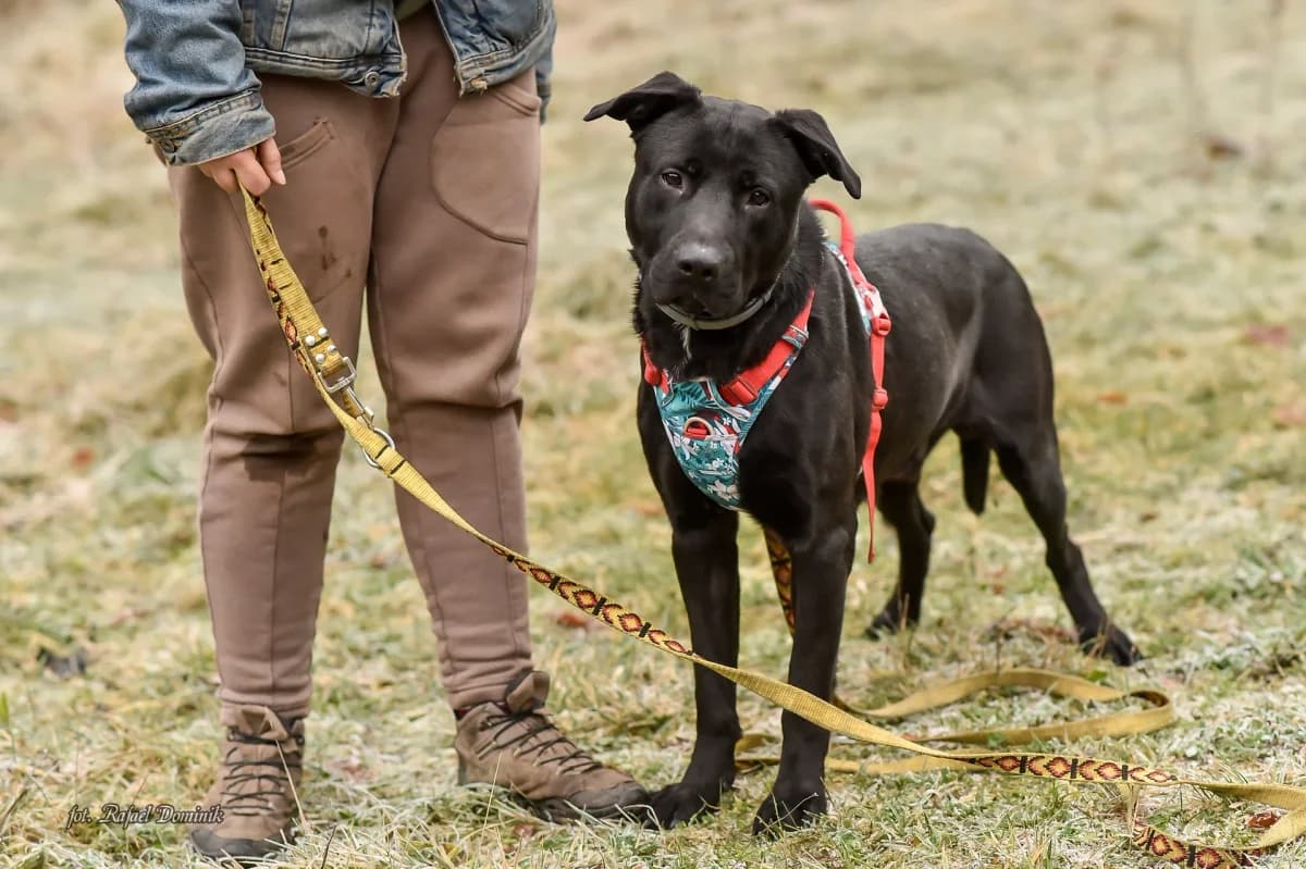 Sztos, male Mixed Breed for adoption at Schronisko dla Zwierząt w Płocku