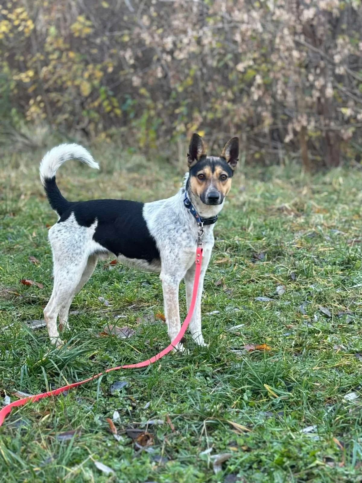 Brody, male senior Mixed Breed for adoption at A.D.A. Noguera