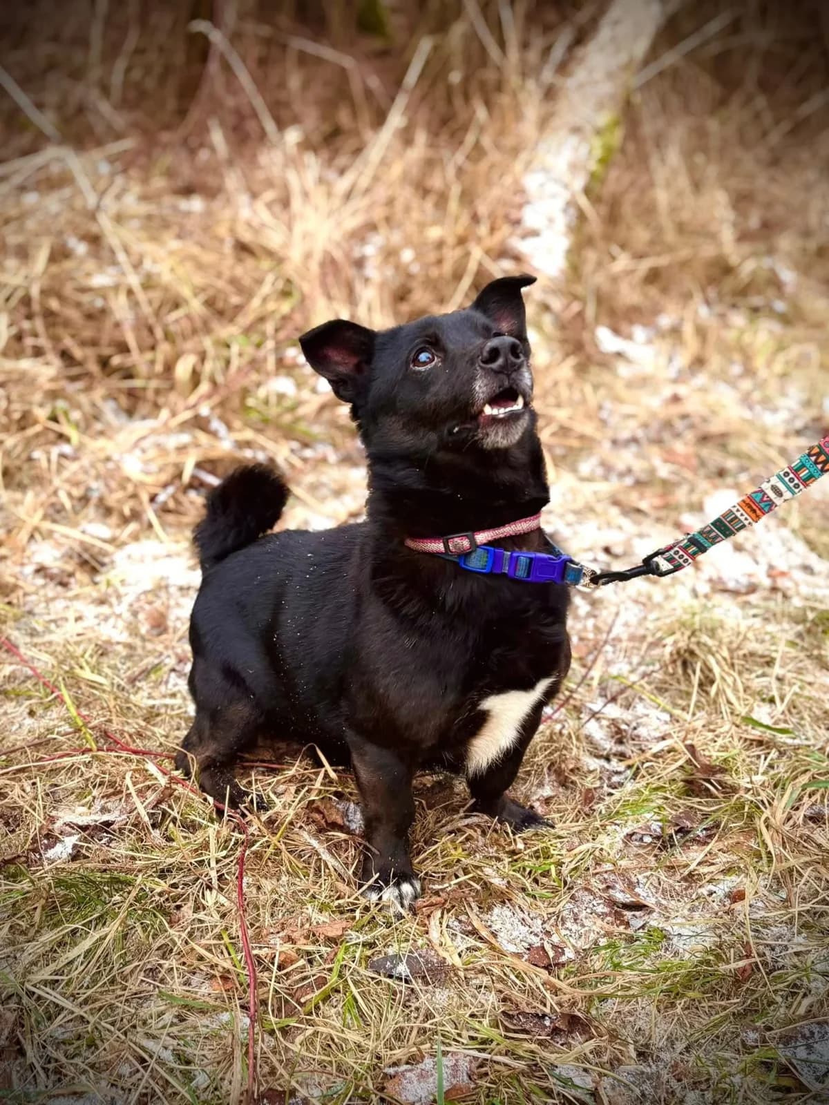 Ptyś, male Mixed Breed for adoption at Schronisko dla Zwierząt w Płocku