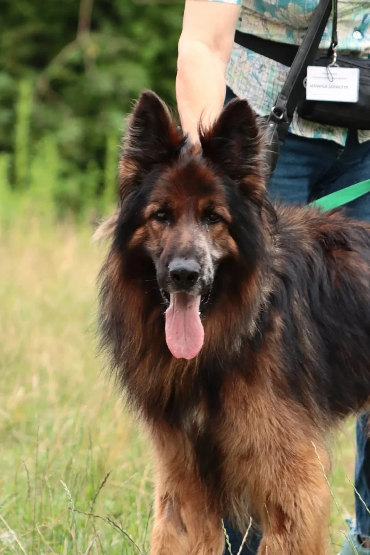Kazan, male Mixed Breed for adoption at Schronisko dla Zwierząt w Płocku