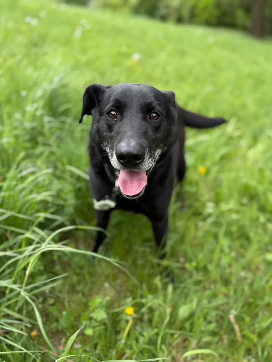 Majki, male Mixed Breed for adoption at Schronisko dla Zwierząt w Płocku