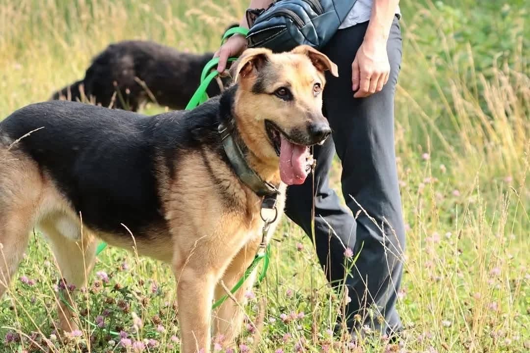 Racuch, male Mixed Breed for adoption at Schronisko dla Zwierząt w Płocku