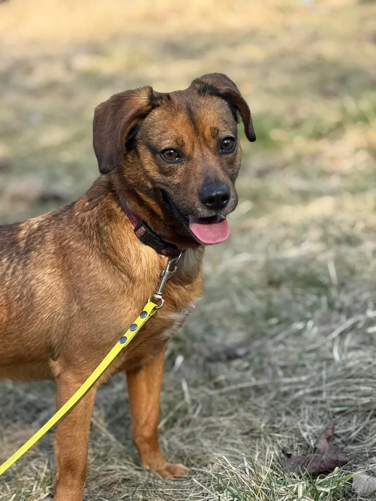 Scrabi, male Mixed Breed for adoption at Schronisko dla Zwierząt w Płocku