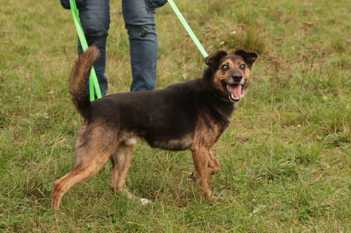 Stiv, male Mixed Breed for adoption at Schronisko dla Zwierząt w Płocku
