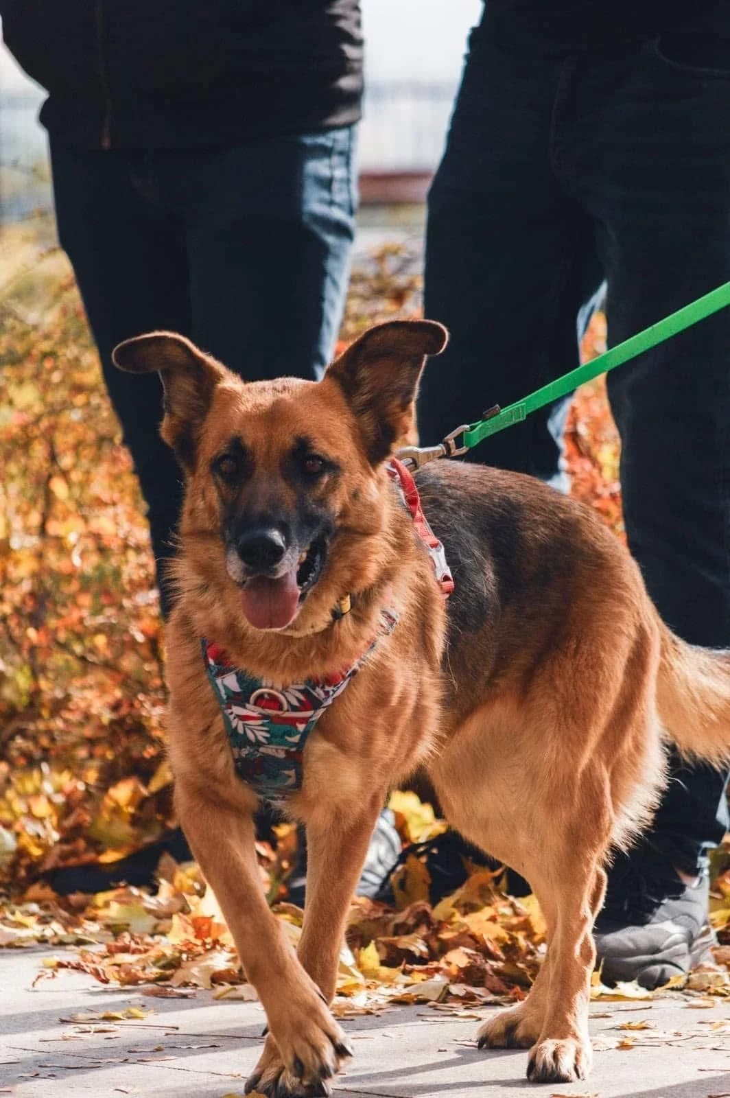Paddy, 3yo Mixed Breed for adoption at Saving Saints Rescue UK (Big Paws Welfare)