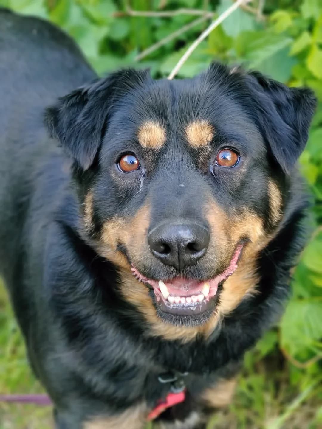 Volt, male Mixed Breed for adoption at Schronisko dla Zwierząt w Płocku