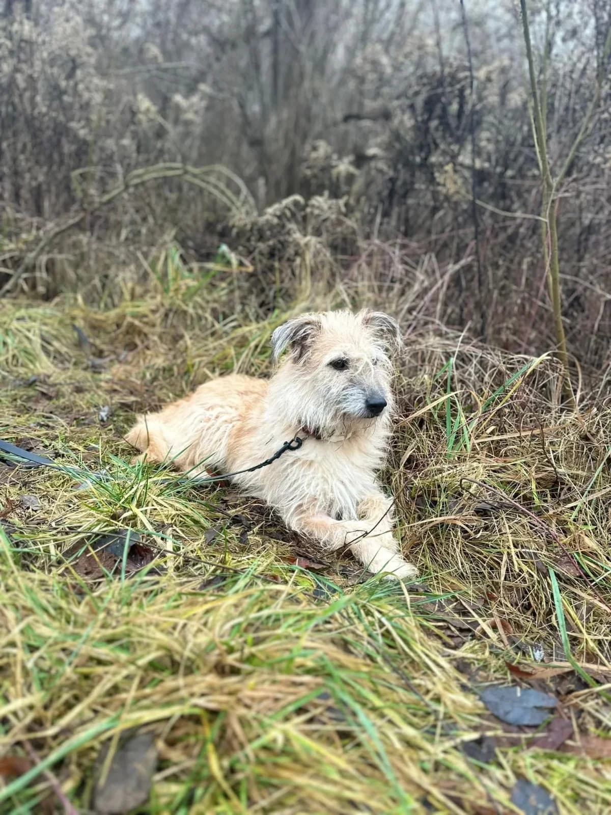 Bójka, female Mixed Breed for adoption at Schronisko dla Zwierząt w Płocku