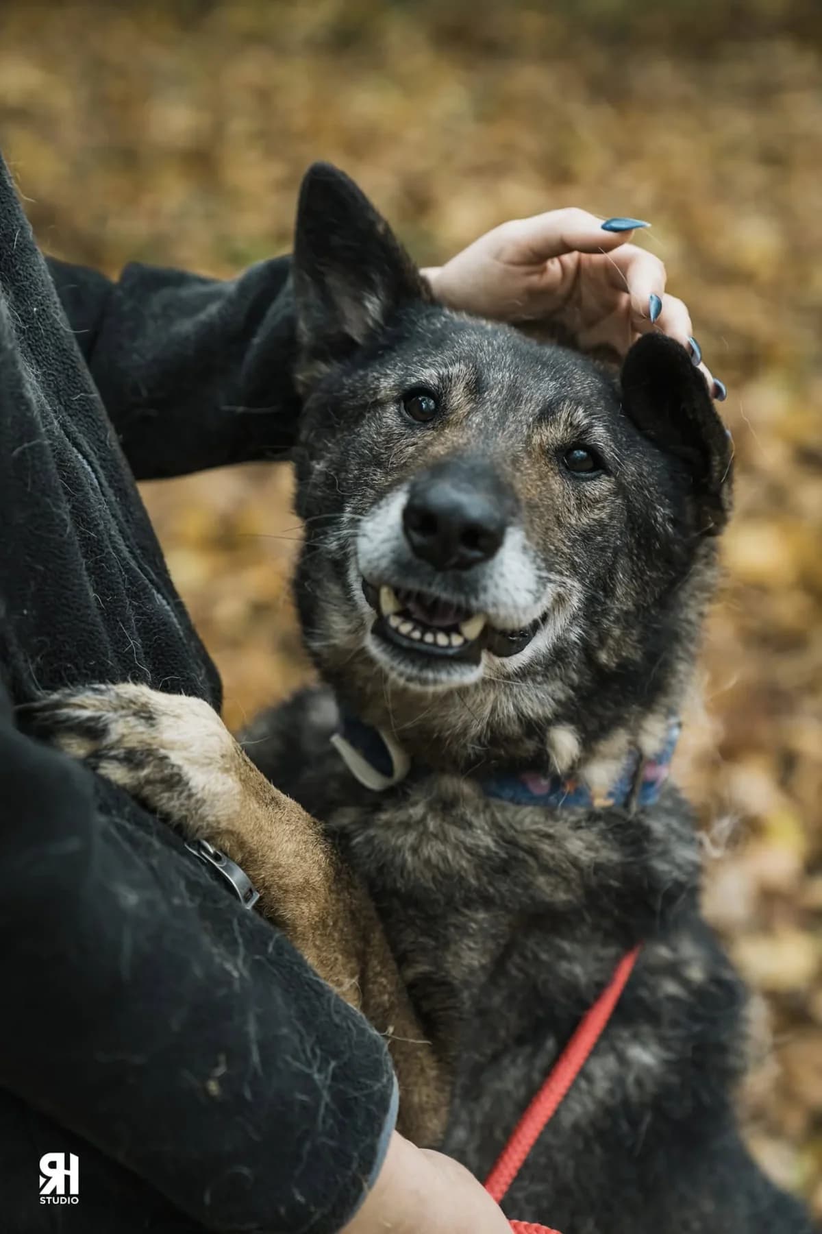 Benji,  young Mixed Breed for adoption at Saving Saints Rescue UK (Big Paws Welfare)