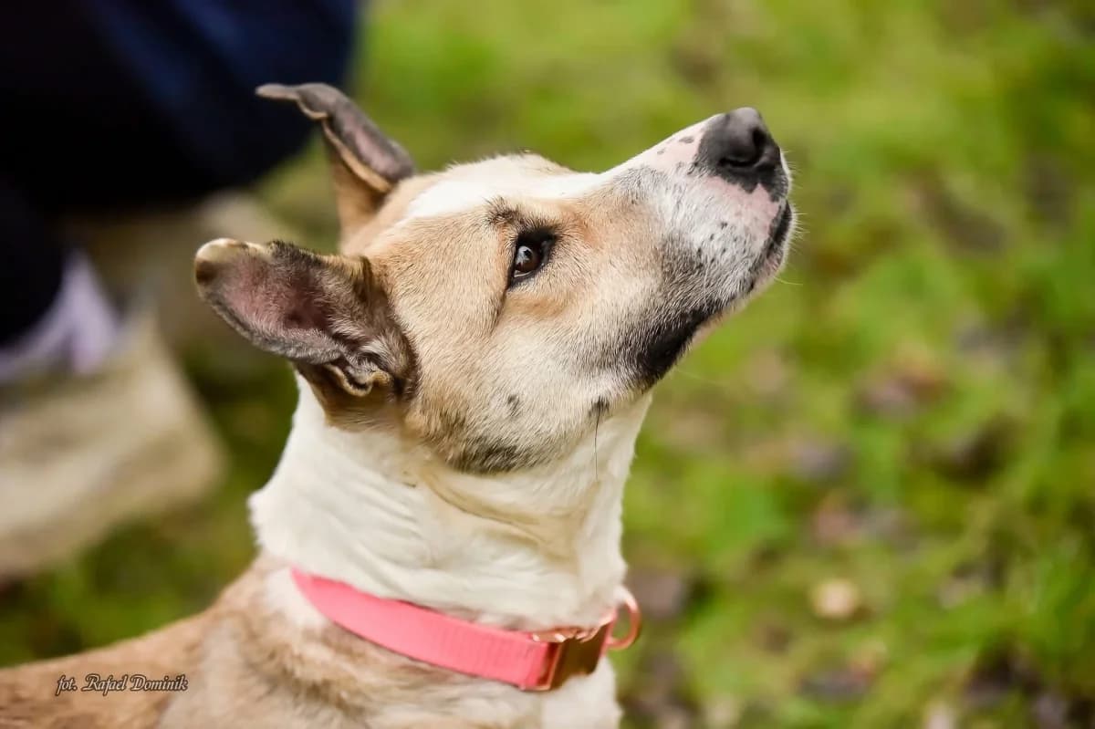 Consi, female Mixed Breed for adoption at Schronisko dla Zwierząt w Płocku