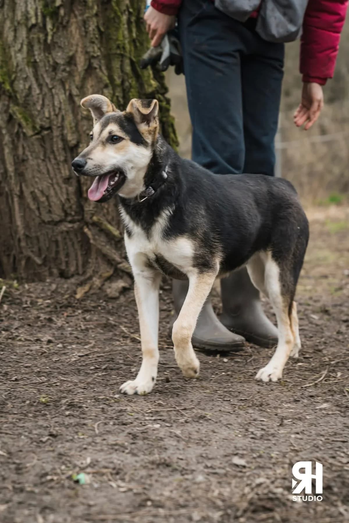Eldarion, male Mixed Breed for adoption at Schronisko dla Zwierząt w Płocku