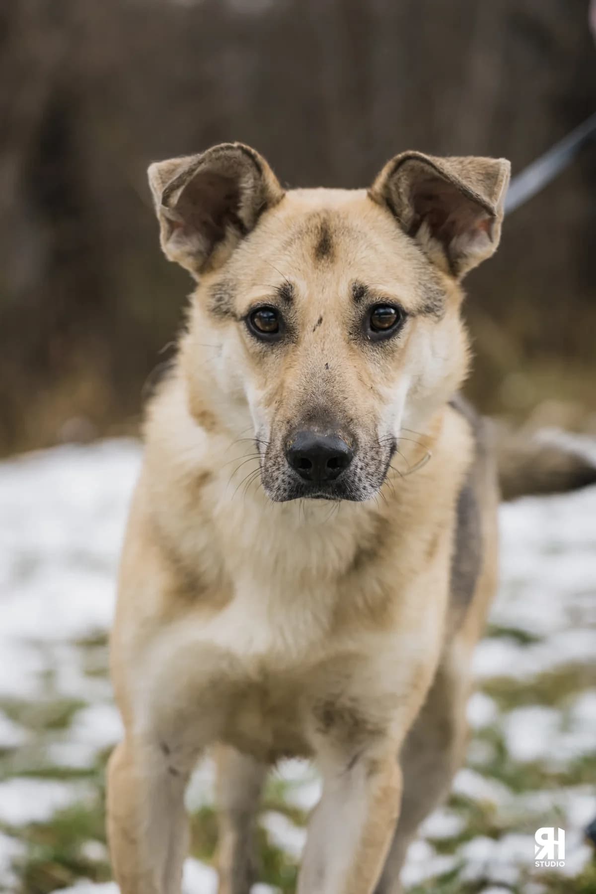 Noe, male Mixed Breed for adoption at Schronisko dla Zwierząt w Płocku