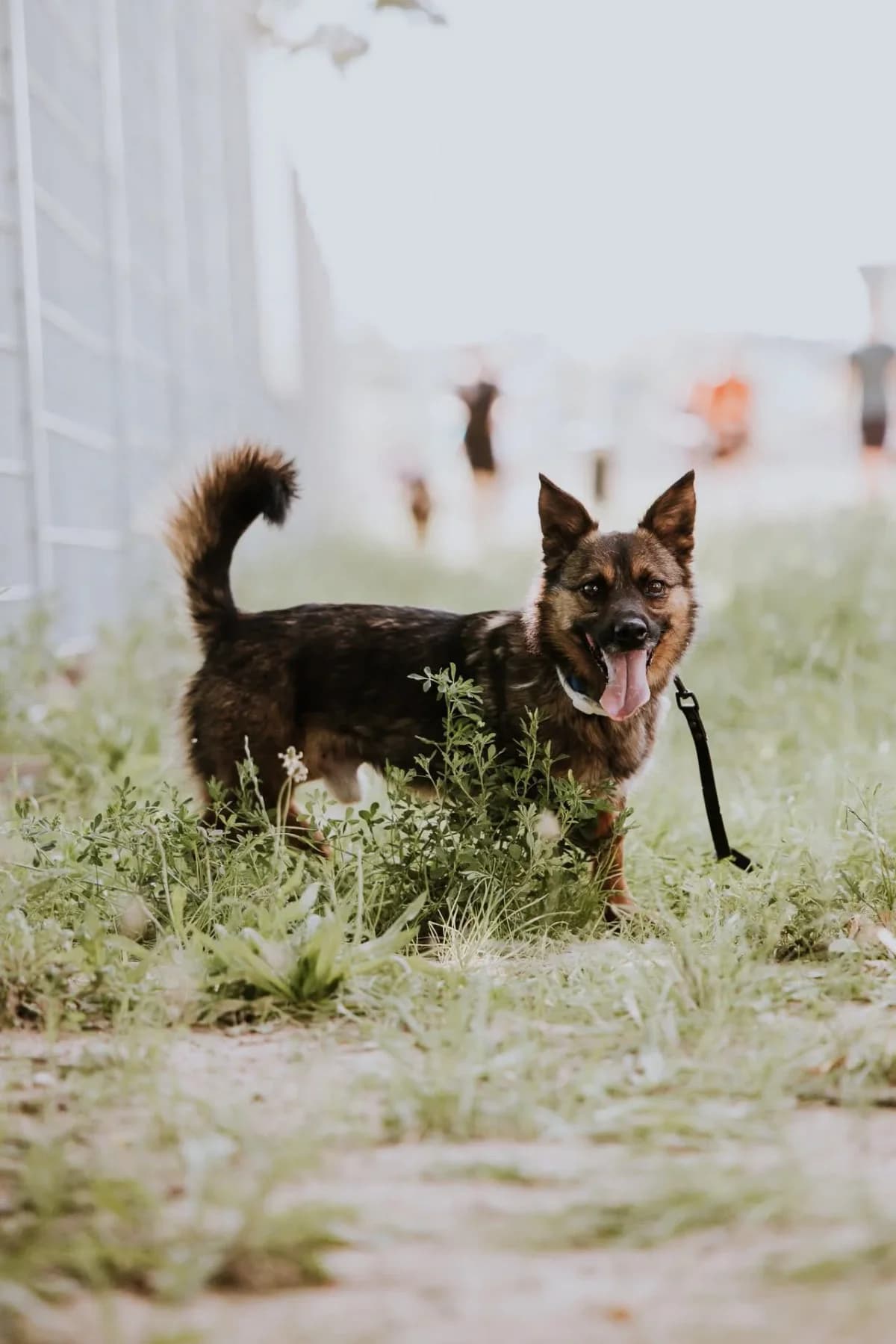 Karolek, male Mixed Breed for adoption at Schronisko dla Zwierząt w Płocku