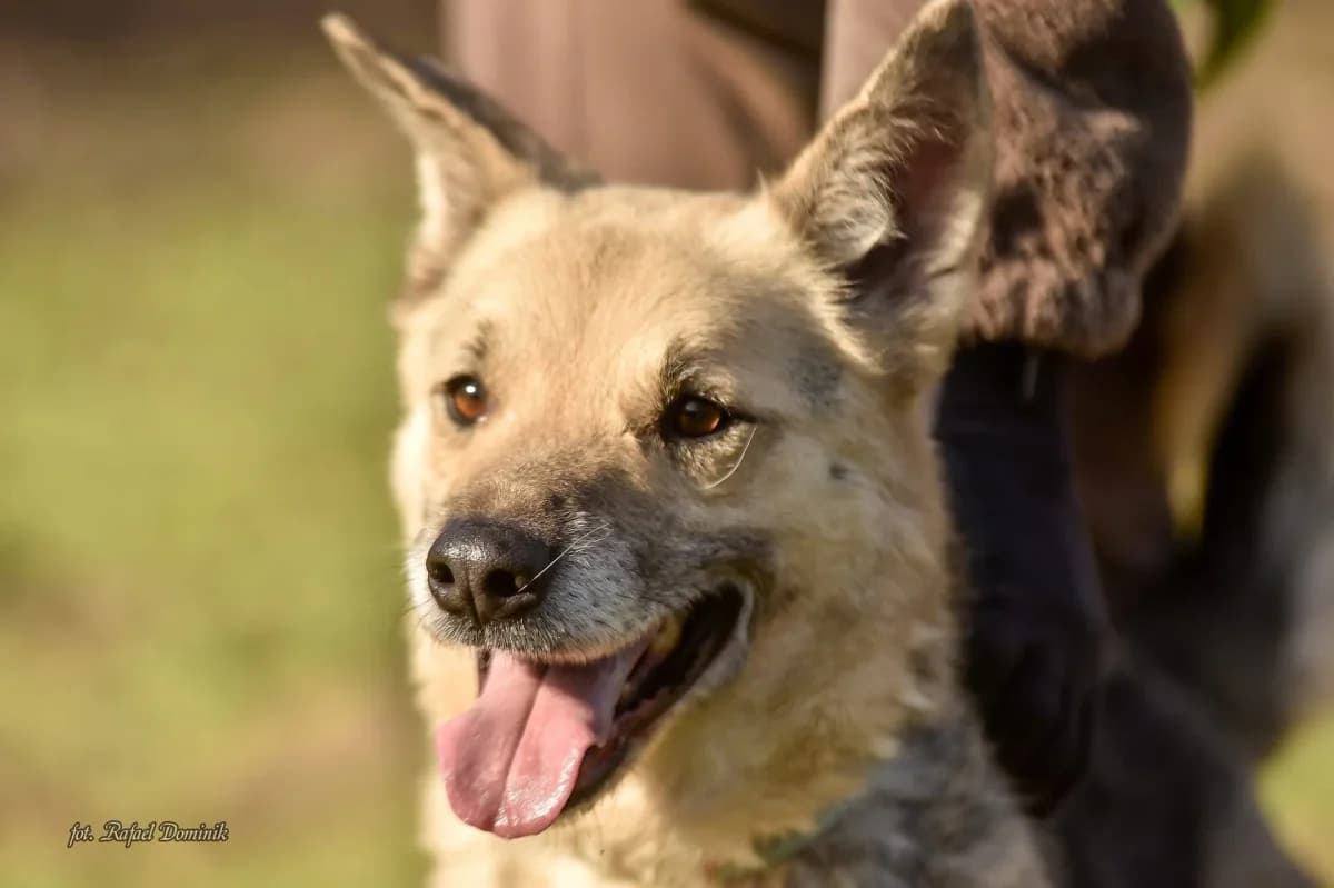 Ivan, male Mixed Breed for adoption at Schronisko dla Zwierząt w Płocku