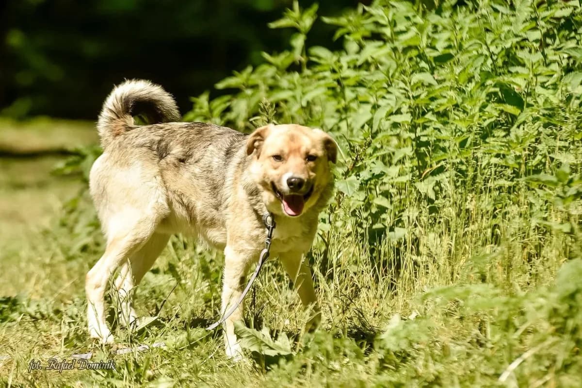 Udomi me,  young Mixed Breed for adoption at Sklonište za napuštene kućne ljubimce