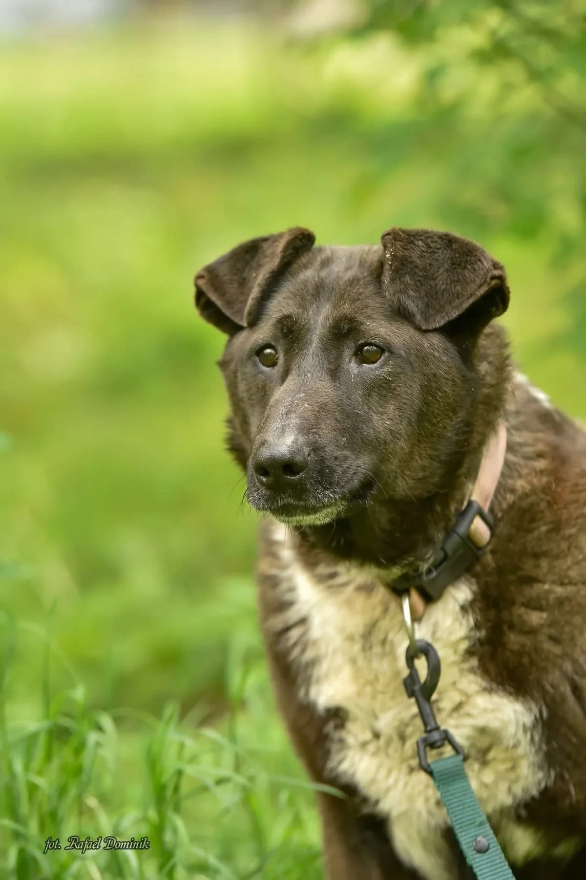 Infa, female Mixed Breed for adoption at Schronisko dla Zwierząt w Płocku