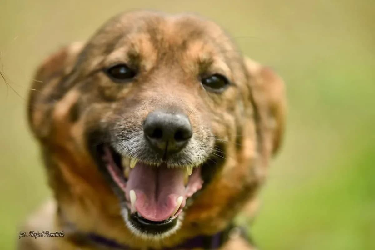 Refus, male Mixed Breed for adoption at Schronisko dla Zwierząt w Płocku
